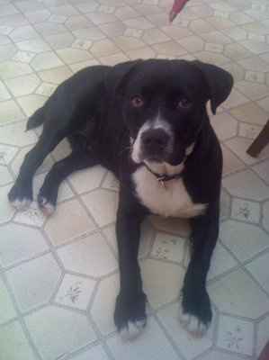 NWR, "pit bull", rant.