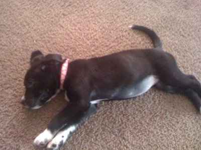 NWR, "pit bull", rant.