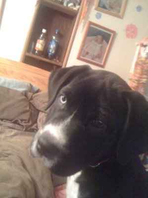 NWR, "pit bull", rant.