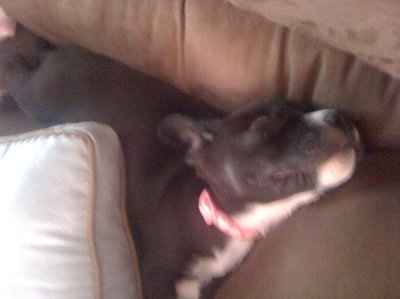 NWR, "pit bull", rant.