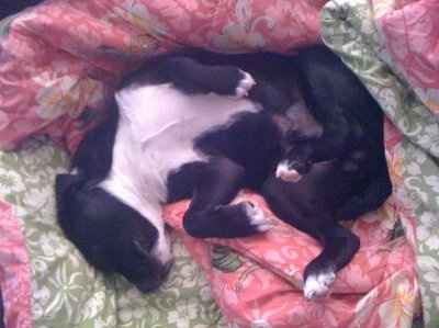 NWR, "pit bull", rant.