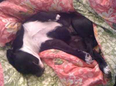 NWR, "pit bull", rant.