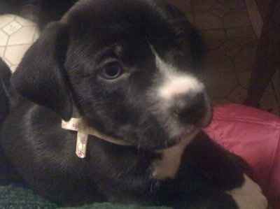 NWR, "pit bull", rant.