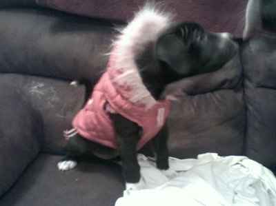 NWR, "pit bull", rant.