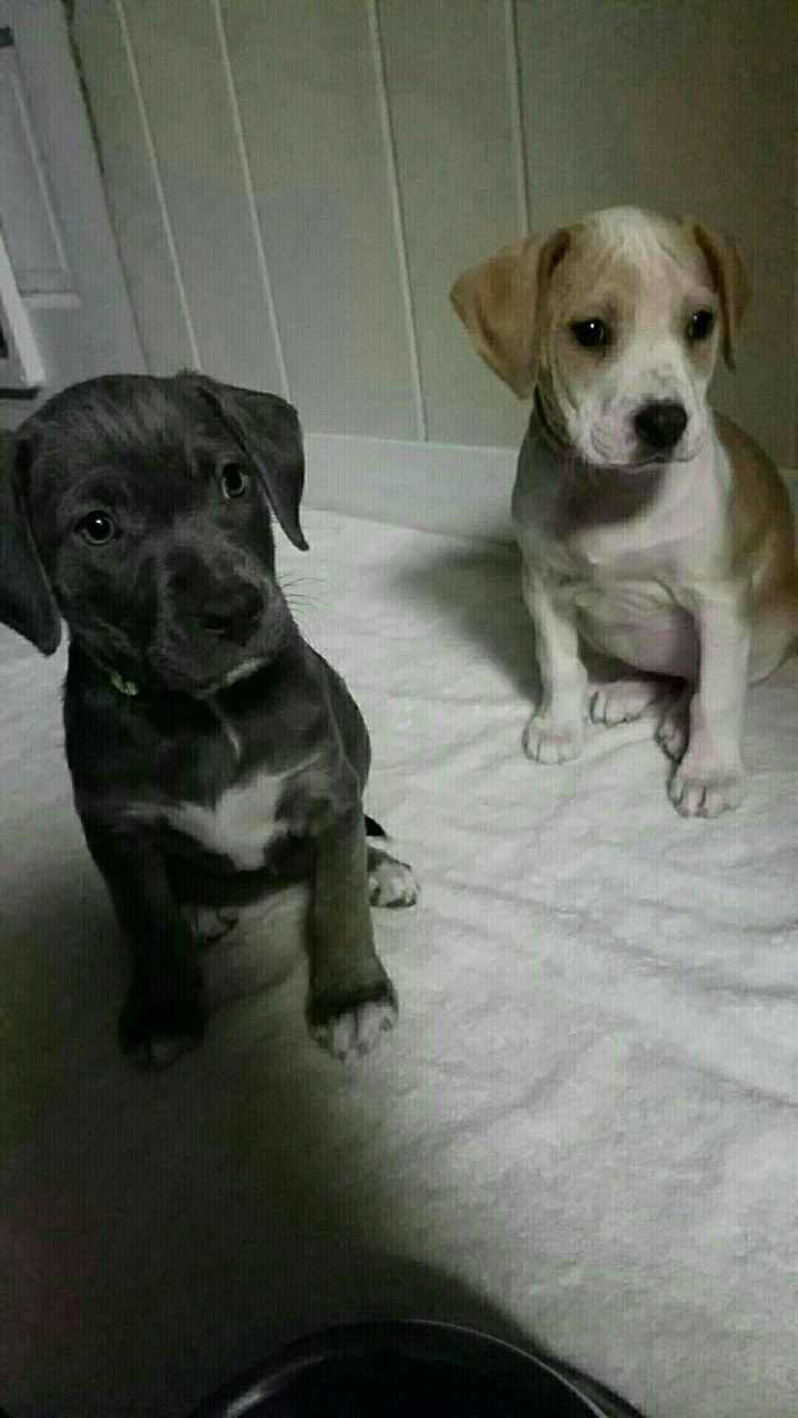 NWR: foster puppies