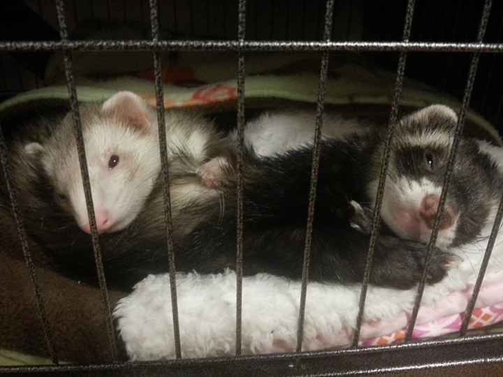 NWR Happy Fursday! Show me your fur babies!