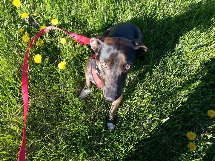 NWR Show me your furbabies