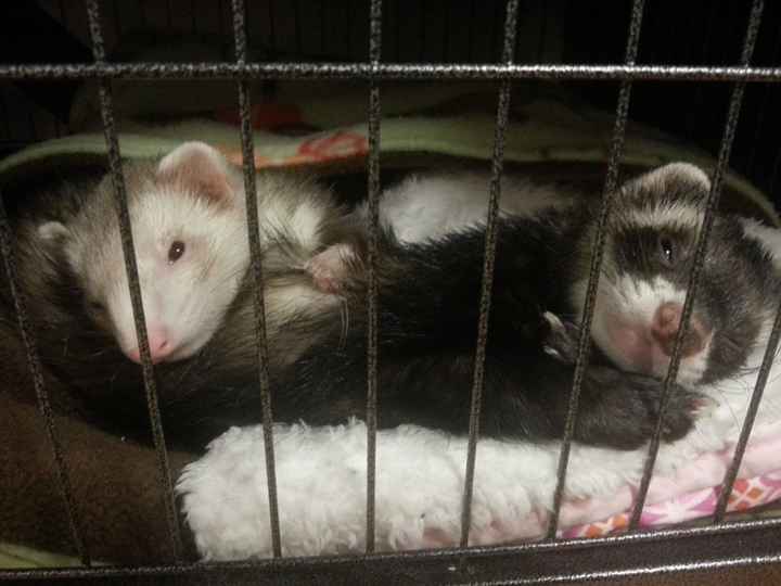 NWR: Unusual Pets? We are adopting a hedgehog, hurray