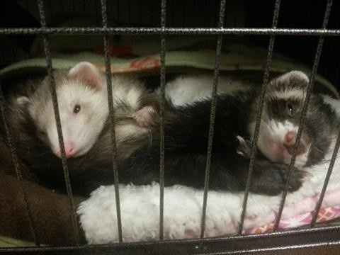 Nwr: got a new fuzzy baby