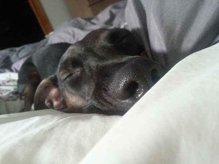 Got a new puppy, lets see a pic of your pets