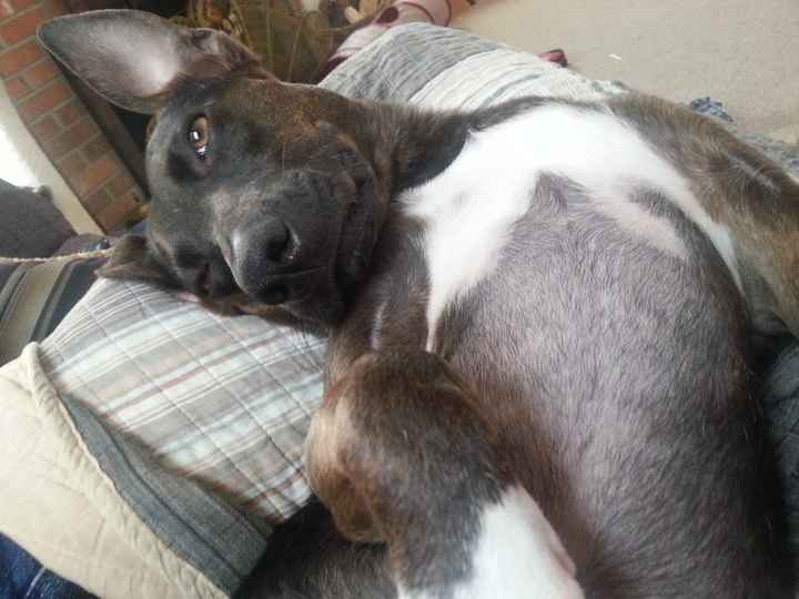 Pet names... Proper animal ones this time.,