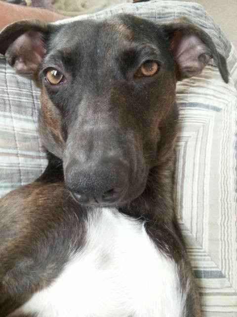 NWR Wait.....This looks familiar... (furbaby!)
