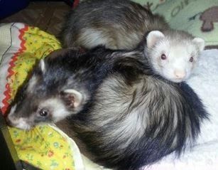 Today is a little slow, so... PETS! :)