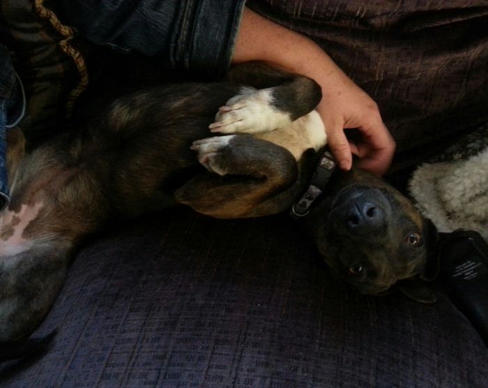 NWR Show me your furbabies