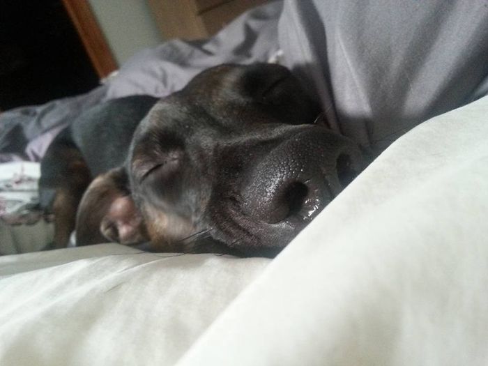 Got a new puppy, lets see a pic of your pets