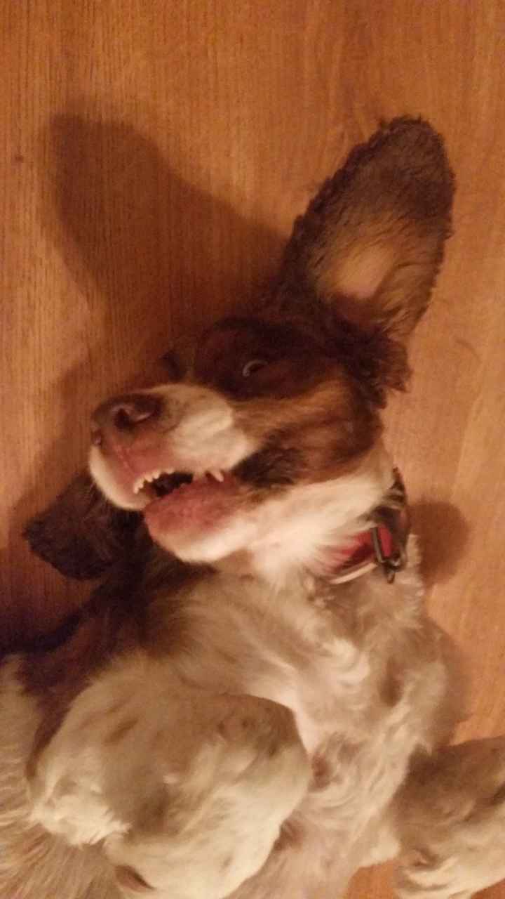 Show off your fur babies!