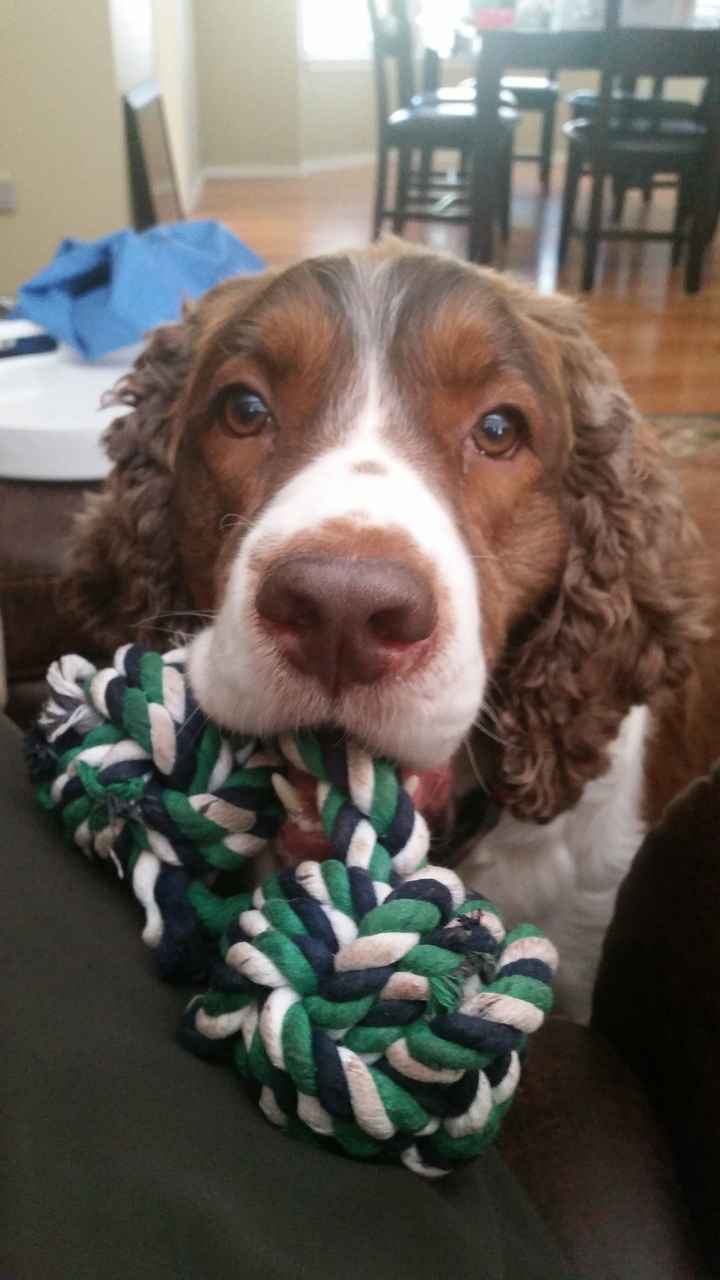 NWR: Bored? Show off your pets!