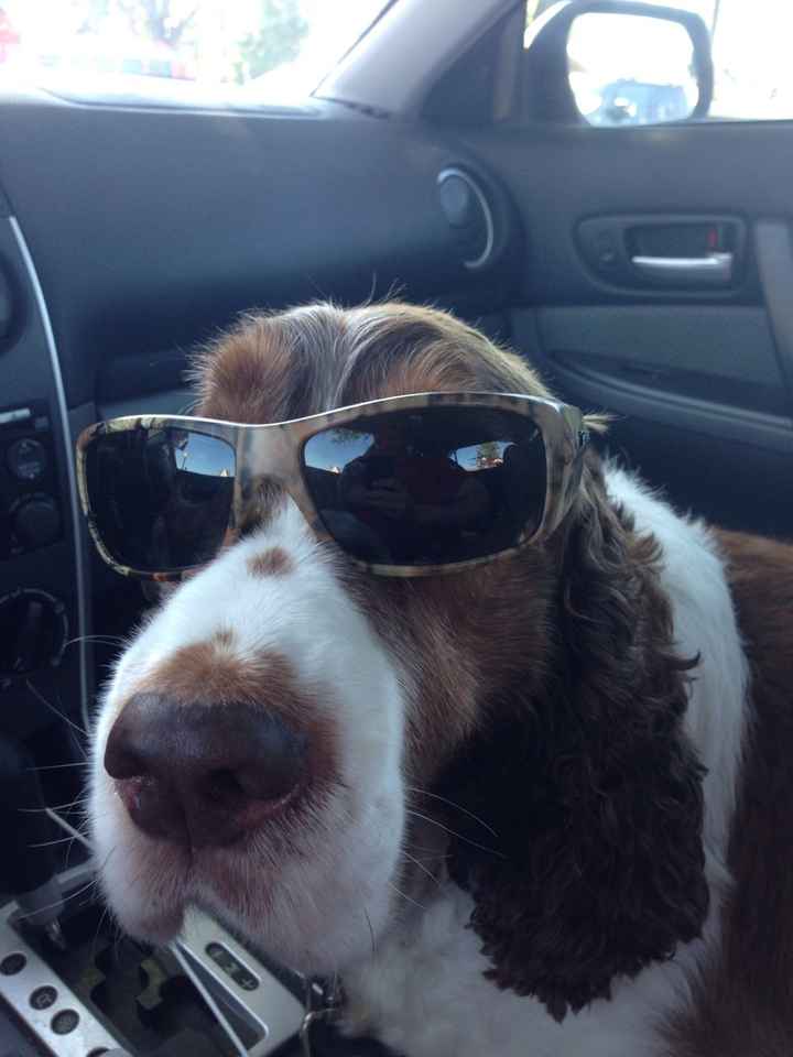 NWR: National Dog Day!