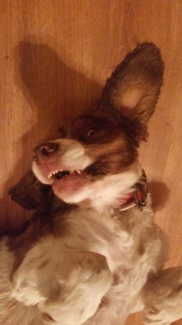 Show off your fur babies!