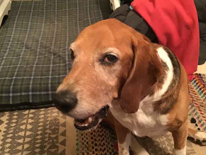 Show me your pet! - 1