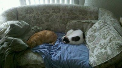 Lets see those pets!!! (NWR)