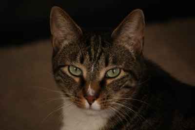 *NWR* Post pics of your furry (or not so furry) kids!