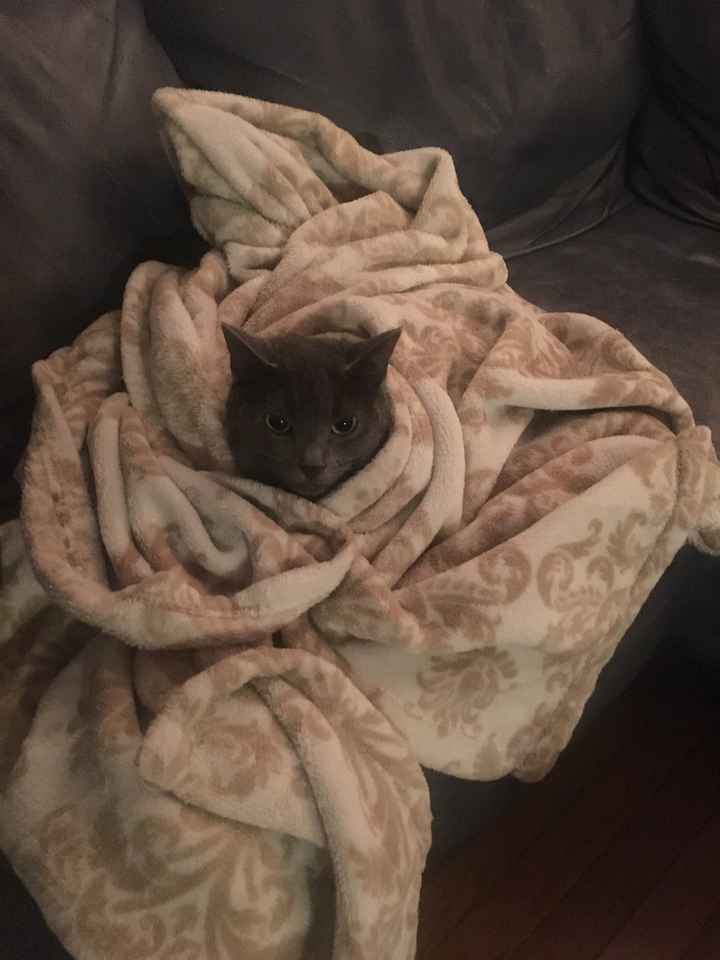 Let me see those fur babies!