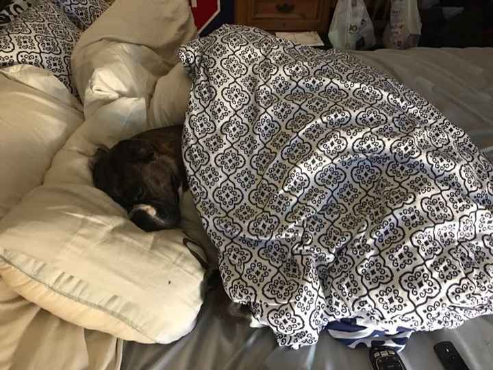 NWR: My pup thinks she's people. She's right. Show me your "people pups!"