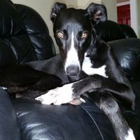 Some of my DIY's I just did!