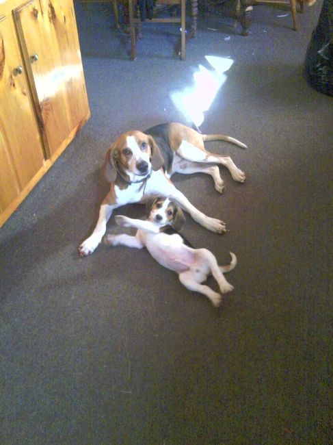 Its Fursday! Show me your furbabies! :)