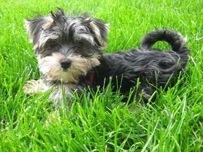 Let's see your pets!