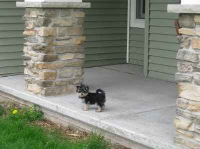 Let's see your pets!