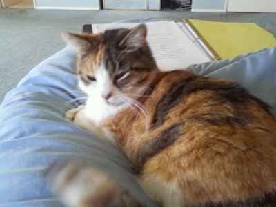 NWR: Lets see our pets!!