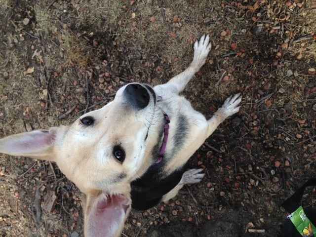 It's National Dog Day!