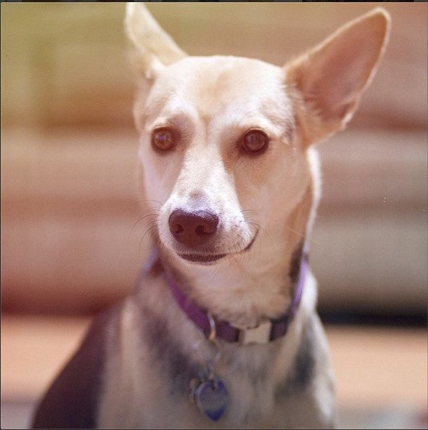 Show me your fur baby! (it has been awhile and I love seeing the pets!)