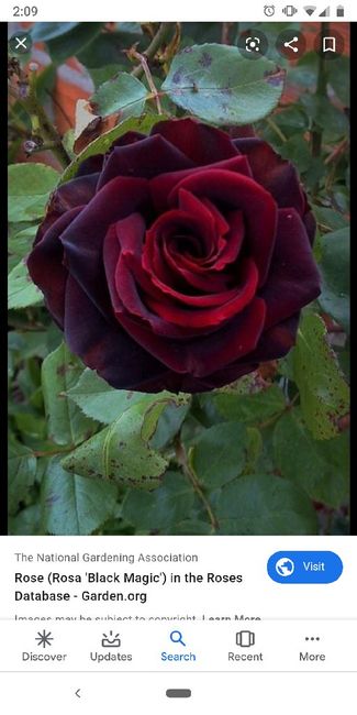 Tips for diy floral centerpieces (bulk from Sam's Club) - 7