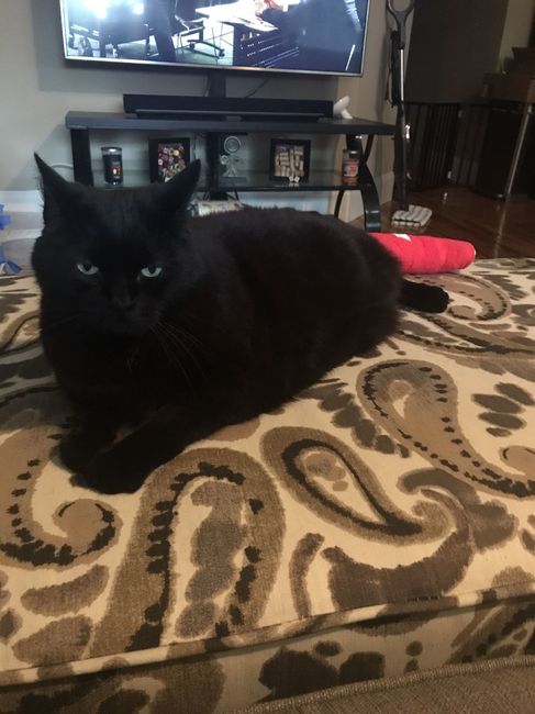 NWR:  Show me your fur babies!