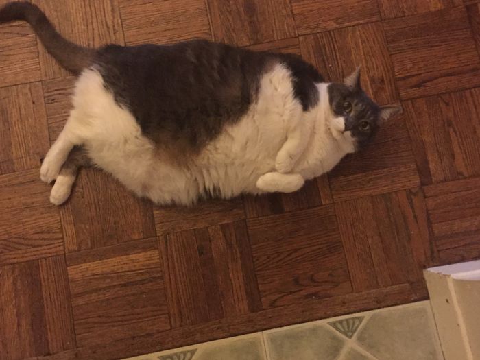 Show my your kitties!