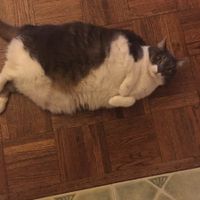 Show my your kitties!