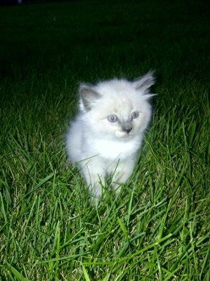 NWR: My dog wants to eat my new kitten!!