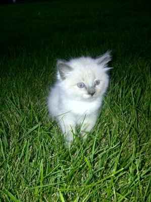 NWR: My dog wants to eat my new kitten!!