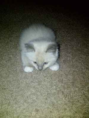 *NWR* Show me your pets/animals! *PICS*