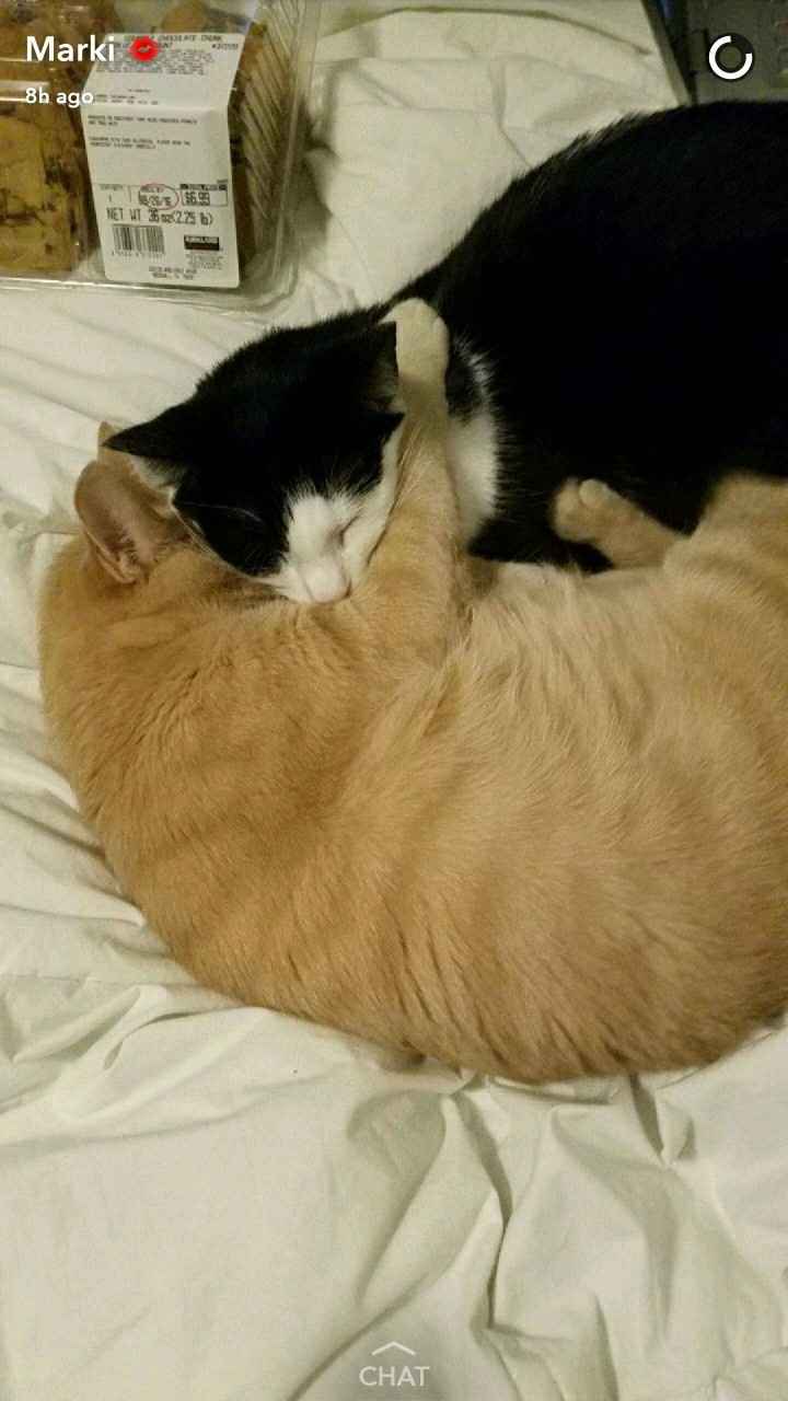 NWR:  Show me your fur babies!