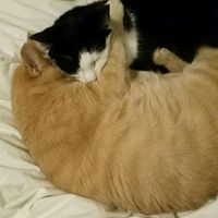 NWR:  Show me your fur babies!