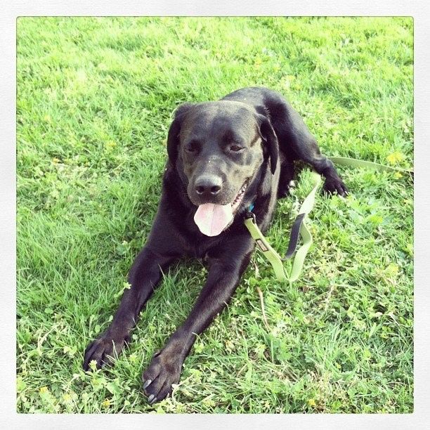 NWR: Lets See Your Fur Babies!