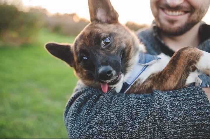 E pics with dog...terrible idea?