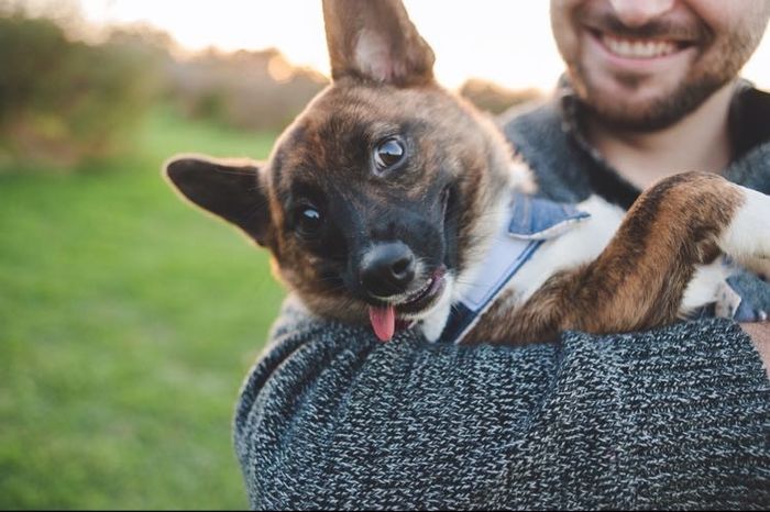 E pics with dog...terrible idea?