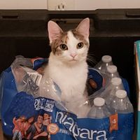 Fur(less) sitters! - 2