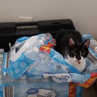 Fur(less) sitters! - 3