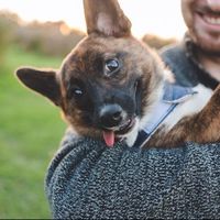 E pics with dog...terrible idea?